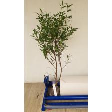 Syzygium paniculatum (small leaf) 400/1 уценка 990р