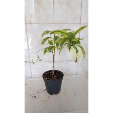 Clerodendron thomsoniae variegata уценка 3500р