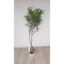 Syzygium paniculatum (small leaf) 400/1 уценка 990р
