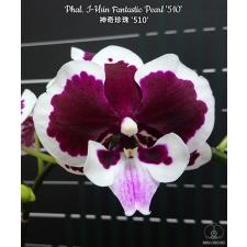Phal. I-Hsin Fantastic Pearl '510'1,7" B9 June