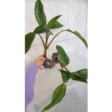 Aglaonema Chatra Mongkol (big leaf)(green form). 9 д уценка 1500р