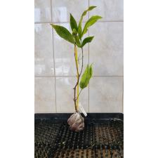 Syzygium jambos 'Lemonlime' 240/1 (febr23) 