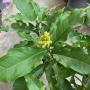 Bunchosia argentea variegated (Peanut Butter Fruit).