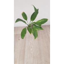 Spathiphyllum variegated sp 530/1