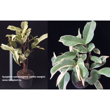 Syzygium samarangense (white margin) 401/1