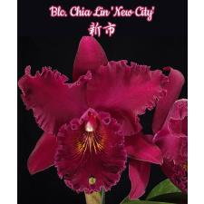 Blc. Chia Lin 'New City'2.5"B19ps. October