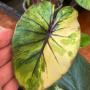 Colocasia Pharaoh’s Mask variegated (S