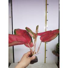 Aglaonema Chang Daeng (Big leaf) 9 уценка 1400р