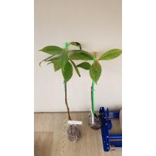 Syzygium malaccense variegated (Indonesia) 399/1 июль
