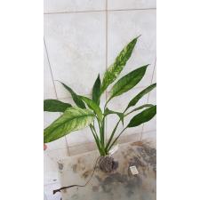 spathiphyllum new one variegata 530