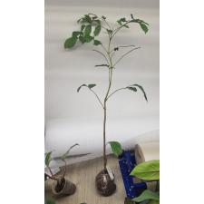 Dolichandrone serrulata (seedling) 139/1 okt. Уценка 2200p