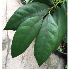 Ficus sp.(T19) Southern Thailand s 