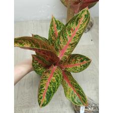 Aglaonema Viduri - red A-142
