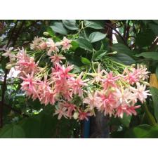 Quisqualis indica (double flower)