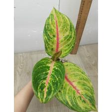 Aglaonema NEW6 Siam Diamond pot
