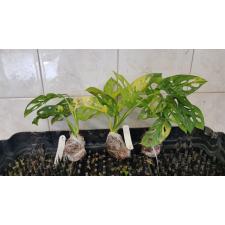 Monstera adansonii variegated Aurea 195 (febr23)