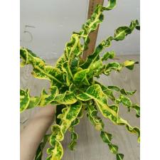 Codiaeum A2 Ai ya res