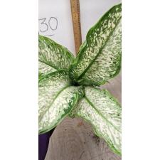 Dieffenbachia Udomsab