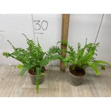 Nephrolepis Cordifolia (thailand) (M)