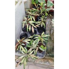 Hoya Wayetii Tricolor s 650р