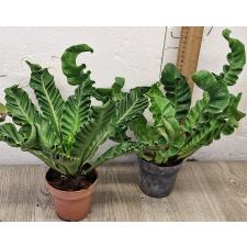 Асплениум Кобра / Asplenium Cobra 