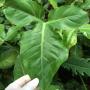 Philodendron sp.(T20) = rothschuhianum Costa Rica