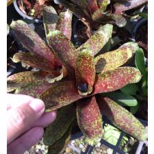 neoregelia mo peppa please