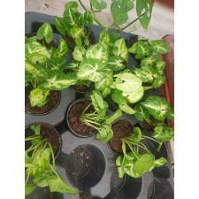 Syngonium Robusta 6см горшок