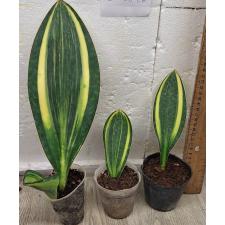 Сансевиерия масониана варегатная. / Sansevieria masoniana variegata