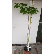 Wrightia tomentosa 600
