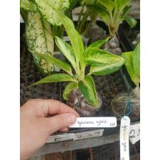 Aglaonema Elephant Ears (Dwarf)22А