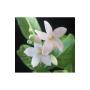 Wrightia sp.(pink flower)