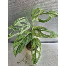 Monstera adansonii variegated (Indonesia) super var 01.