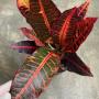 Codiaeum Judo Super Red.
