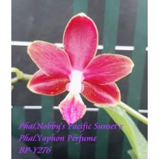 Фаленопсис ‘Тихоокеанский закат Нобби’ х ‘Парфюм Яфон’ / Phal. Nobby's Pacific Sunset x Phal. Yaphon Perfume