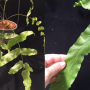Goniophlebium verrucosum (dense hair leaf).