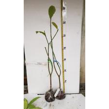 Tabernaemontana holstii.