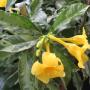 Allamanda cathartica 'Green Marble'