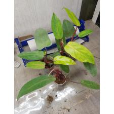 Philodendron Painted lady стакан 450р