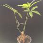 Anthurium digitatum.