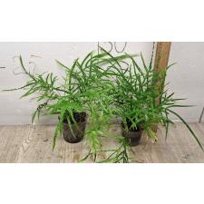 Птерис кретика / Pteris cretica