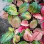 Aglaonema  Mworld  A-104