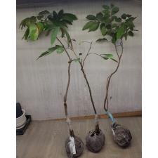 Dimocarpus longan ‘Red leaf’ (Indonesia)(grafted) 174