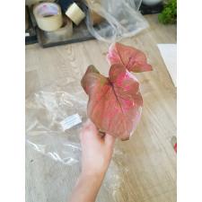 Caladium sp C-9