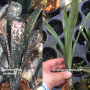 Billbergia 'Moulin Rouge'.