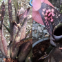 Billbergia 'Tarantella' (No.2)