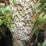 Aechmea cv. Bert (L) (Bromeliad) 11