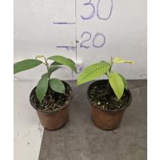 Shorea siamensis сеянцы