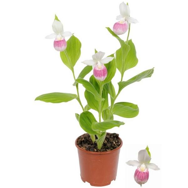 Циприпедиум регинае бело-розовый / Cypripedium Reginea white/pink