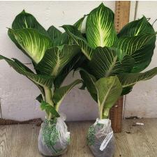 Диффенбахия Стерлинг (Компактная форма) / Dieffenbachia Sterling (Compact form)